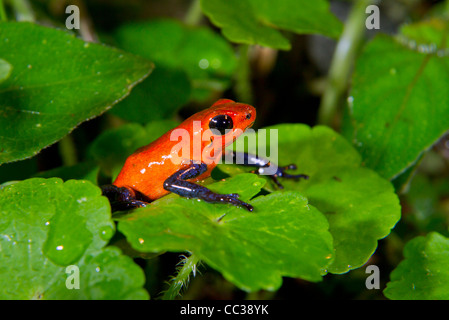 Erdbeeren- oder Blaujeans vergiften Dartfrosch (Oophaga pumilio oder Dendrobates pumilio) bei Nacht auf Pflanzen, Alajuela, Costa Rica. Stockfoto