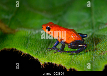Erdbeeren- oder Blaujeans vergiften Dartfrosch (Oophaga pumilio oder Dendrobates pumilio) bei Nacht auf Pflanzen, Alajuela, Costa Rica. Stockfoto