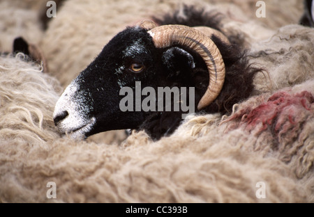 Nahaufnahme des Kopfes von Swaledale ewe in einer dicht gepackten Schafschar Stockfoto