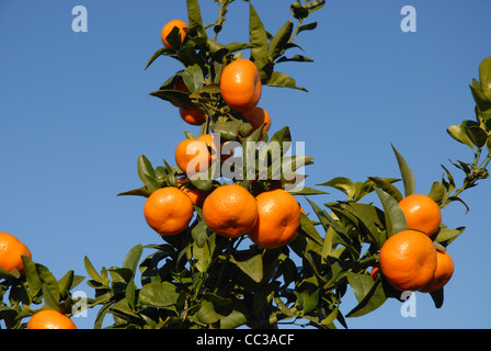 Reife Mandarinen wachsen auf einem Baum, Pedreguer, Alicante Provinz, Comunidad Valencia, Spanien Stockfoto