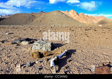 Ladakh-Wüste Stockfoto