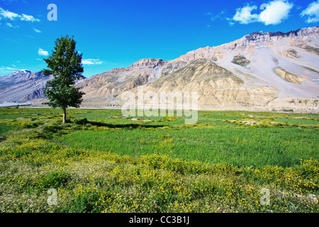 Felder von Spiti Valley Stockfoto