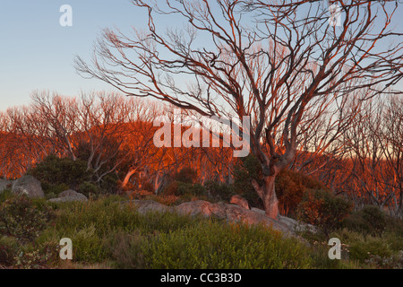 Brillanter Glanz der Sonnenaufgang auf dem ausgebrannten Schnee Zahnfleisch (Eucalyptus pauciflora) in der Nähe von Wallace's Hütte in den viktorianischen Alpen, Victoria, Australien Stockfoto