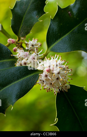 Stechpalme (Ilex Aquifolium) Stockfoto