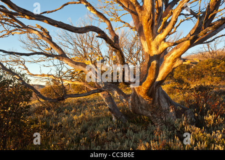 Schnee Zahnfleisch (Eucalyptus pauciflora) durch Buschfeuer in der Nähe von Wallace's Hütte auf der Bogong High Plains in den viktorianischen Alpen, Victoria, Australien verbrannt Stockfoto