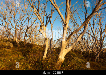 Schnee Zahnfleisch (Eucalyptus pauciflora) durch Buschfeuer in der Nähe von Wallace's Hütte auf der Bogong High Plains in den viktorianischen Alpen, Victoria, Australien verbrannt Stockfoto