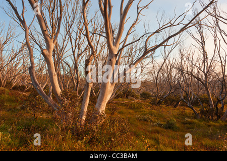 Schnee Zahnfleisch (Eucalyptus pauciflora) durch Buschfeuer in der Nähe von Wallace's Hütte auf der Bogong High Plains in den viktorianischen Alpen, Victoria, Australien verbrannt Stockfoto