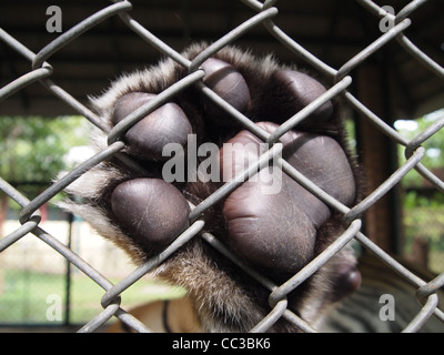 Tiger Tatze hinter Käfig in Chiang Mai, Thailand Stockfoto