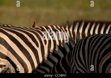 Afrika Botswana-Nahaufnahme von zwei Burchell-Zebra in Ebenen (Equus Burchellii), rot-billed Oxpecker auf Rückseite Stockfoto