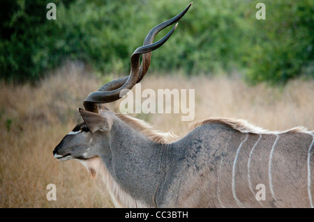 Afrika-Botswana Tuba Baum große Kudu (Tragelaphus Strepsiceros) Nahaufnahme Stockfoto