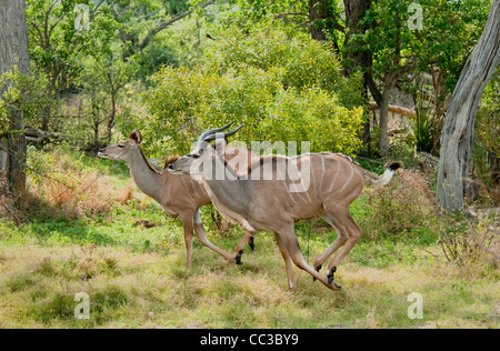 Afrika-Botswana-Tuba Baum-männlich und weibliche Greater Kudus ausgeführt (Tragelaphus Strepsiceros) Stockfoto