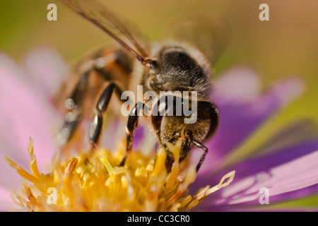 Nahaufnahme von einer Biene auf einer Blume (Apis Mellifera) Stockfoto