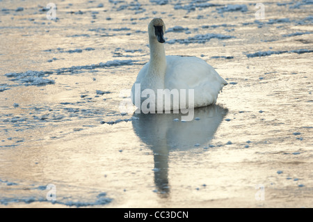 Stock Foto von einem Trompeter Schwan sitzend auf dem Eis bei Sonnenuntergang. Stockfoto