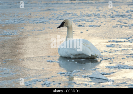 Stock Foto von einem Trompeter Schwan sitzend auf dem Eis bei Sonnenuntergang. Stockfoto