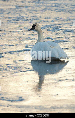 Stock Foto von einem Trompeter Schwan sitzend auf dem Eis bei Sonnenuntergang. Stockfoto