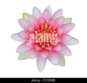 Pink Lotus (Seerose) isoliert auf weißem Hintergrund Stockfoto