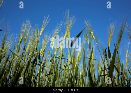 Bereich der unreifen Gerste auf blauen Himmel Stockfoto