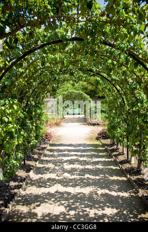 Birnbäume ausgebildet, über einen Weg in West Dean Gardens in der Nähe von Chichester, West Sussex, UK Stockfoto