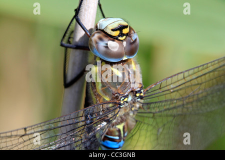 Makrofotografie extreme Close-up eines Migranten hawker Dragonfly (aeshna Mixta) eine reguläre Einwohner von Teichen und Seen in der gesamten britischen Inseln Stockfoto