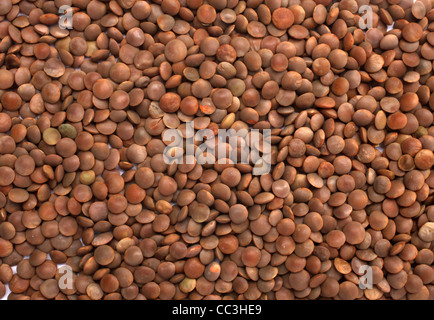 Braune Linsen (Lens Culinaris) Stockfoto