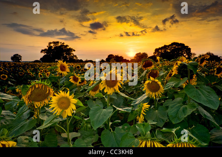 Sonnenblumen im Feld, Sussex, England, uk, Europa Stockfoto