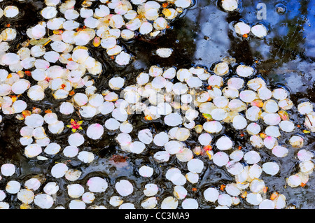 zart rosa Blüten schwebend in Teich Stockfoto