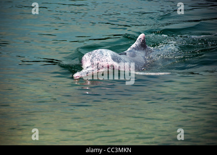 seltenen rosa Delphin im Wasser in der Nähe von Singapur Stockfoto