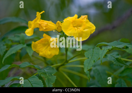 Gelbe ältester (gelbe Trumpetbush) gesehen in Kandy, Sri Lanka. Stockfoto