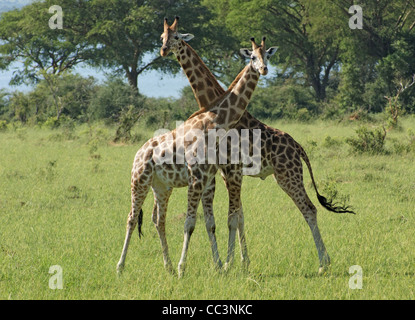 sonnigen Landschaften, darunter zwei Rothschild-Giraffen im Kampf in Uganda (Afrika) Stockfoto