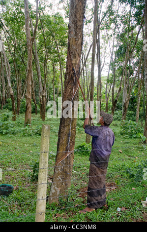 Arbeiter Antippen Naturkautschuk aus in einer Gummibaum-Plantage in Sri Lanka. Stockfoto