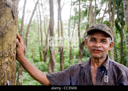 Plantagenarbeiter, die Naturkautschuk in einer Gummibaumplantage in Sri Lanka abklopfen. Stockfoto