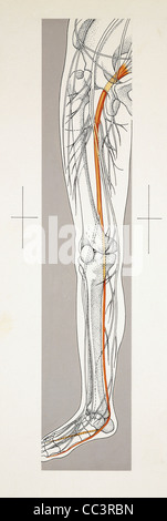 Medizin - Anatomie - Diagnostik - Bewegungsapparat (Bewegungsapparat) - untere Extremität, Verlauf des Nervus ischiadicus. Zeichnung Stockfoto