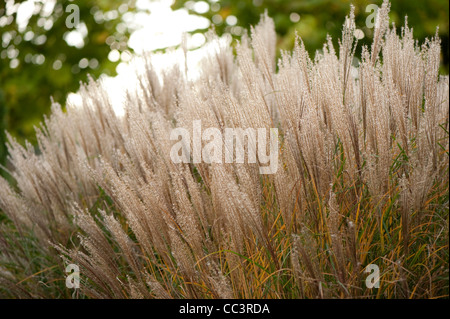 Miscanthus Sinensis 'Rotsilber' oder Miscanthus Sinensis "Rot Silber", im Herbst Stockfoto