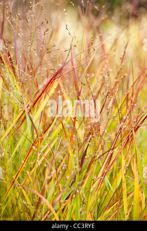 Panicum Virgatum 'Shenandoah', rote Schalter Grass, im Herbst Stockfoto