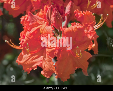 Rhododendron-Corneille Stockfoto