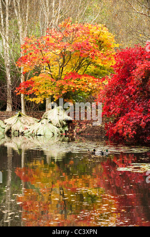 Der See am RHS Rosemoor im Herbst, Devon, England, Vereinigtes Königreich Stockfoto