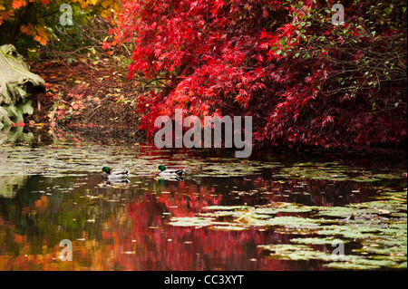 Stockenten auf The Lake am RHS Rosemoor im Herbst, Devon, England, Vereinigtes Königreich Stockfoto