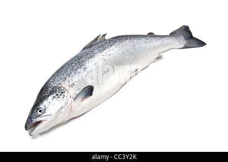 Atlantischer Lachs (Salmo salar). Stockfoto