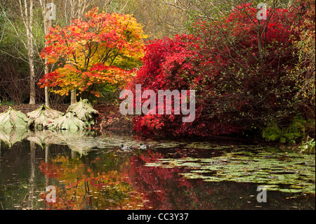 Der See am RHS Rosemoor im Herbst, Devon, England, Vereinigtes Königreich Stockfoto