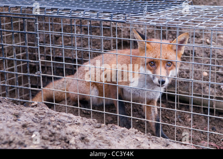 Fuchs gefangen in einer Falle auf dem Bauernhof Northamptonshire England. 2012 2010 s HOMER SYKES Stockfoto