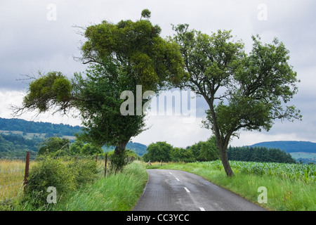 Apfelbäume entlang der Straße mit Mistel Pflanzen überwuchert - Mistel dient als Weihnachtsdekoration Stockfoto