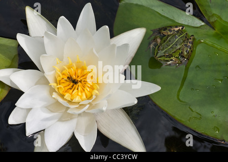 Seerose und Frosch auf Blatt im Teich an Sommertag Stockfoto