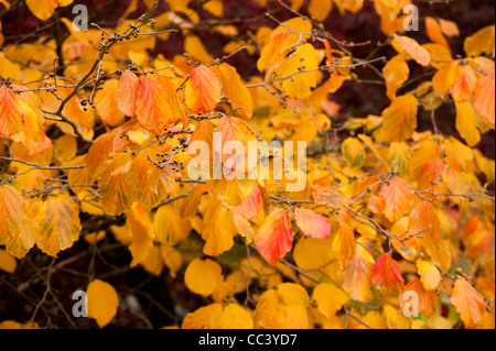 Hamamelis Mollis 'Coombe Wood', chinesische Zaubernuss im Herbst Stockfoto
