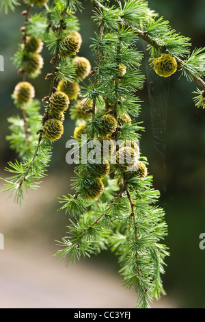 Zweig der Lärche Baum oder Larix Decidua mit Nadeln und Zapfen im Sommer im park Stockfoto