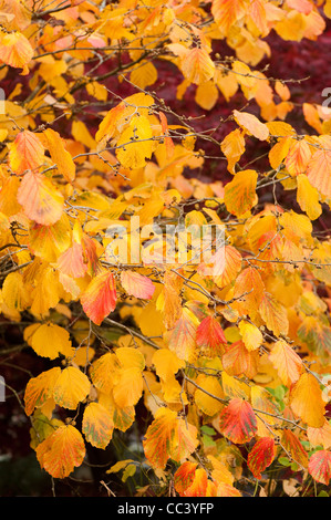 Hamamelis Mollis 'Coombe Wood', chinesische Zaubernuss im Herbst Stockfoto