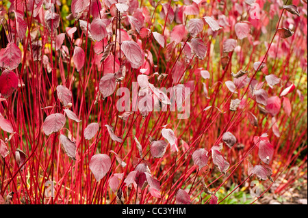 Cornus Alba 'Sibirica', rot stammten Hartriegel Stockfoto