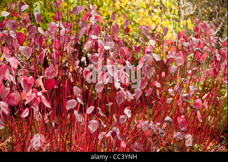 Cornus Alba 'Sibirica', rot stammten Hartriegel Stockfoto