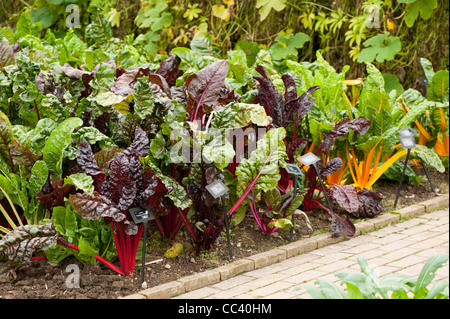 Blatt-Beet "Regenbogen gemischt", "Galaxy", "Lippenstift", "Rhabarber,"Fantasia Orange"und"Hellgelb" Stockfoto