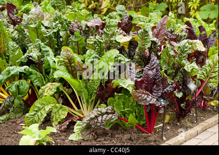 Blatt, Rüben 'Rainbow gemischt' und 'Galaxy', Beta vulgaris Stockfoto