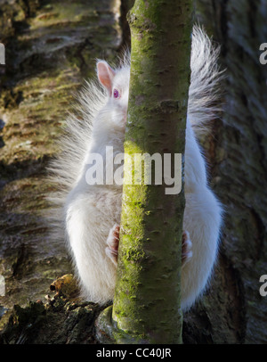 Albino graue Eichhörnchen (Wild) Stockfoto